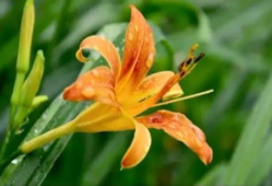 忘忧草视频,穿越时光的治愈之旅