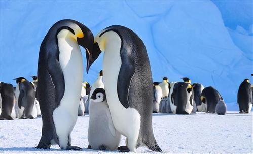 企鹅视频,精彩内容一网打尽，带你领略视听盛宴